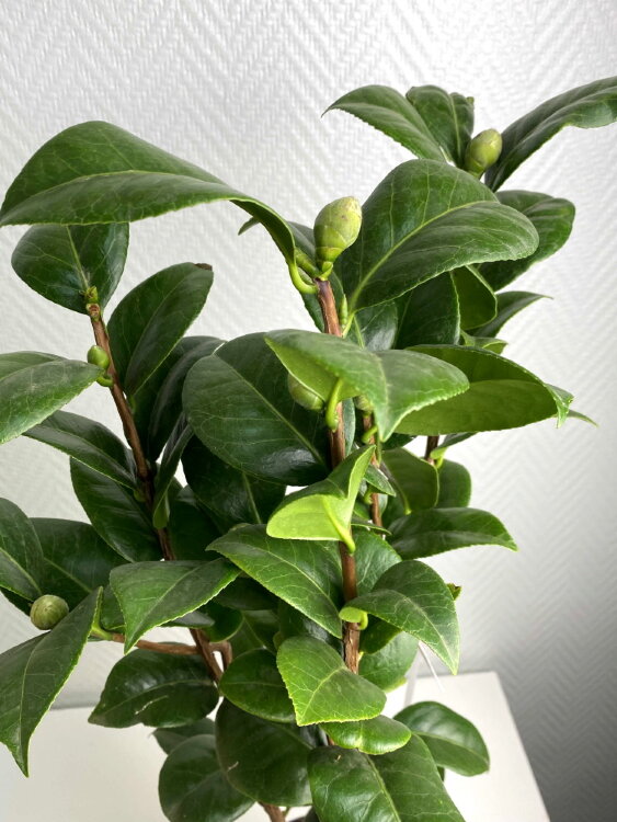 Камелия Японская кремовая ⌀15 50 см 