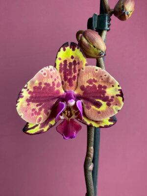 Орхидея Фаленопсис Аркс Рей 2 ст
