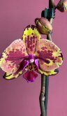 Орхидея Фаленопсис Аркс Рей 2 ст 