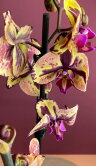 Орхидея Фаленопсис Аркс Рей 2 ст 