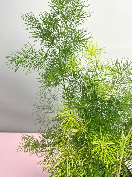 Аспарагус Умбеллатус ⌀12 