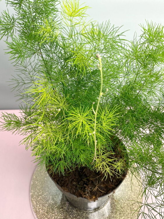 Аспарагус Умбеллатус ⌀12 
