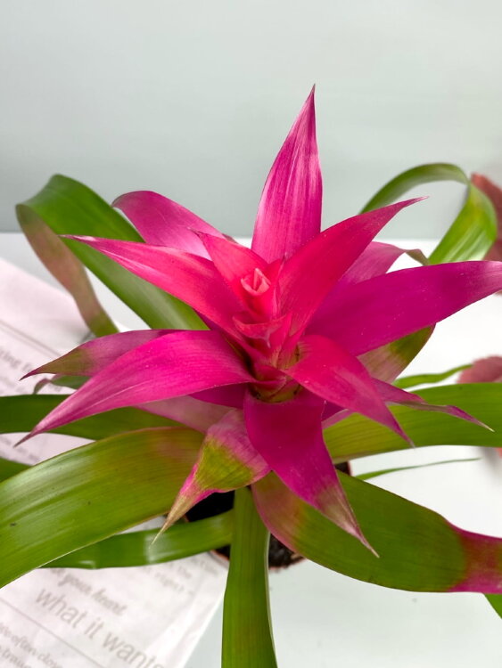 Гузмания розовая Войла ⌀9 25 см 