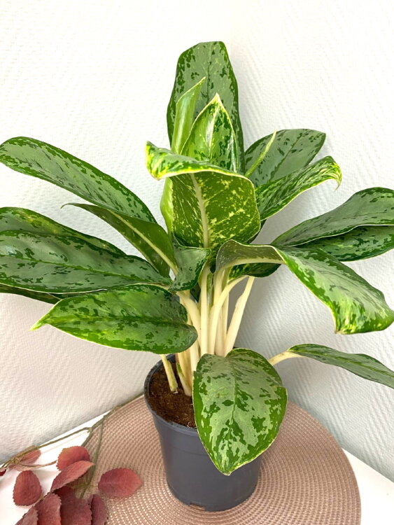 Аглаонема Дебора ⌀17 45 см 