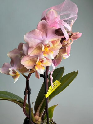 Орхидея Мультифлора Паудери Арома мини ⌀6 20 см