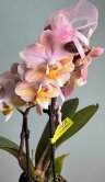 Орхидея Мультифлора Паудери Арома мини ⌀6 20 см 