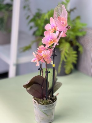 Орхидея Мультифлора мини Паудери (Арома) ⌀6 20 см