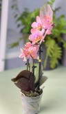 Орхидея Мультифлора мини Паудери (Арома) ⌀6 20 см 