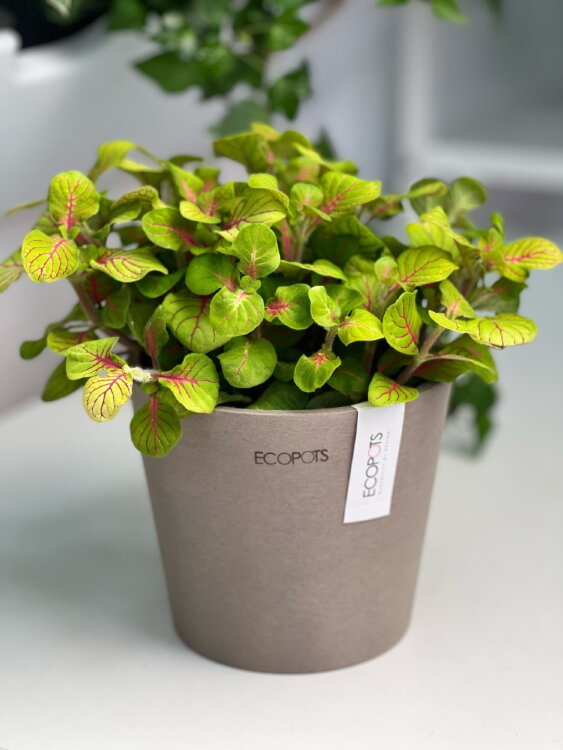 Кашпо Ecopots Amsterdam Mini серо-коричневое 