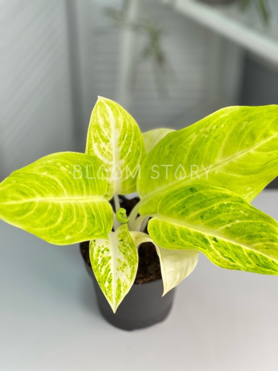 Аглаонема Цитронелле ⌀12 35 см 