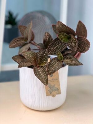 Орхидея Лудизия в белой керамике ⌀14 30 см
