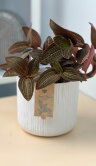 Орхидея Лудизия в белой керамике ⌀14 30 см 