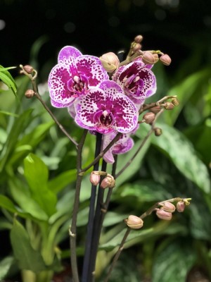 Орхидея Фаленопсис Виолин ⌀12 50 см