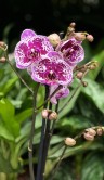 Орхидея Фаленопсис Виолин ⌀12 50 см 