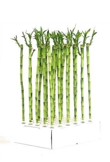 Драцена Лаки Бамбук прямой 35 см 