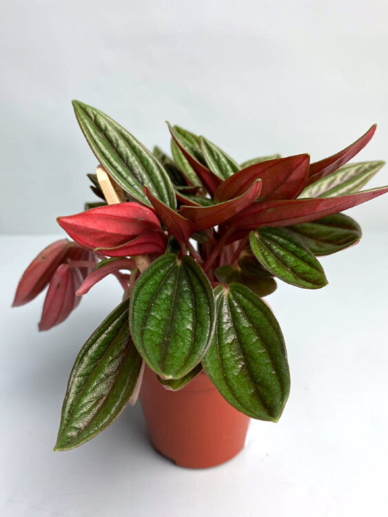 Пеперомия Россо ⌀5 