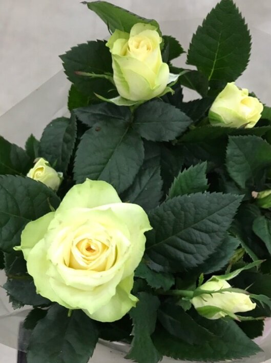 Роза кордана белая ⌀10 30 см 