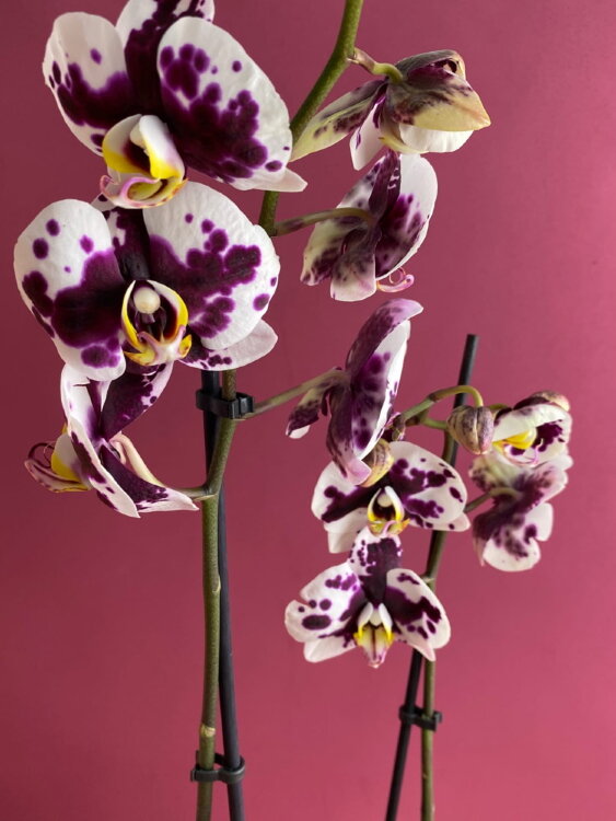 Орхидея Фаленопсис Полка Дотс 2 ст 
