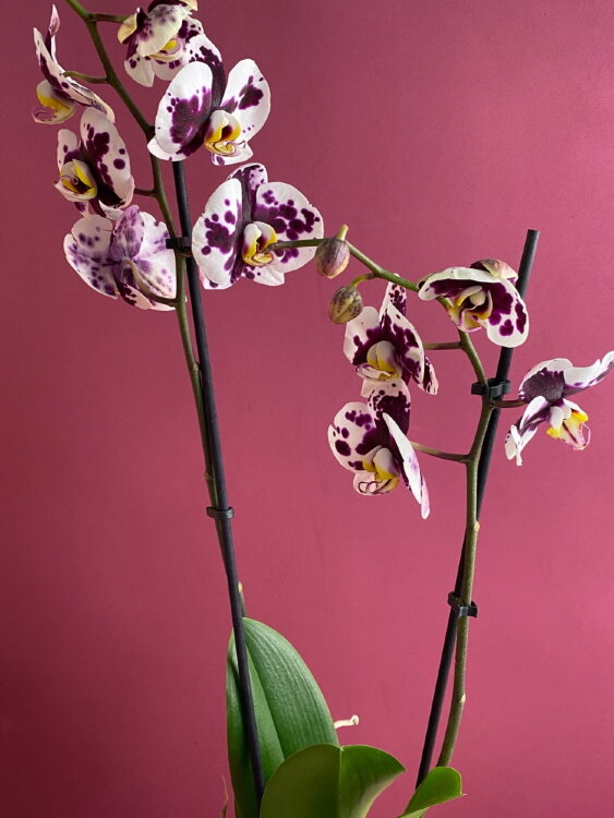 Орхидея Фаленопсис Полка Дотс 2 ст  Орхидея Фаленопсис Полка Дотс 2 ст