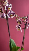 Орхидея Фаленопсис Полка Дотс 2 ст 