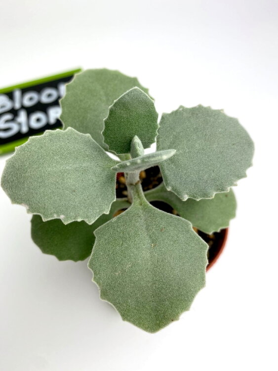 Каланхоэ Милоти ⌀5 