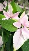 Пуансеттия светло-розовая 35 см 
