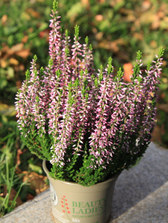 Вереск лиловый ⌀9  Вереск лиловый ⌀9