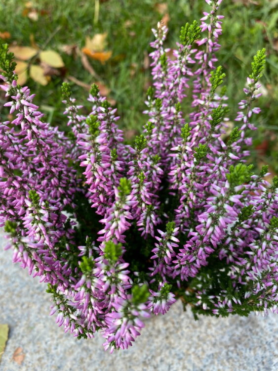 Вереск лиловый ⌀9  Вереск лиловый ⌀9