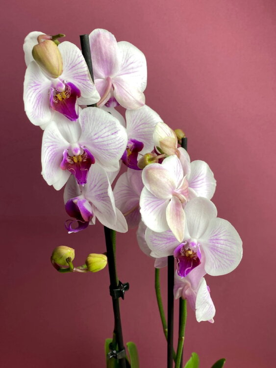 Орхидея фаленопсис Денвер 2 ст 