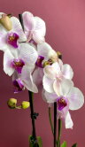 Орхидея фаленопсис Денвер 2 ст 