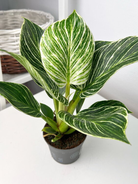 Филодендрон Биркин ⌀9 25 см 