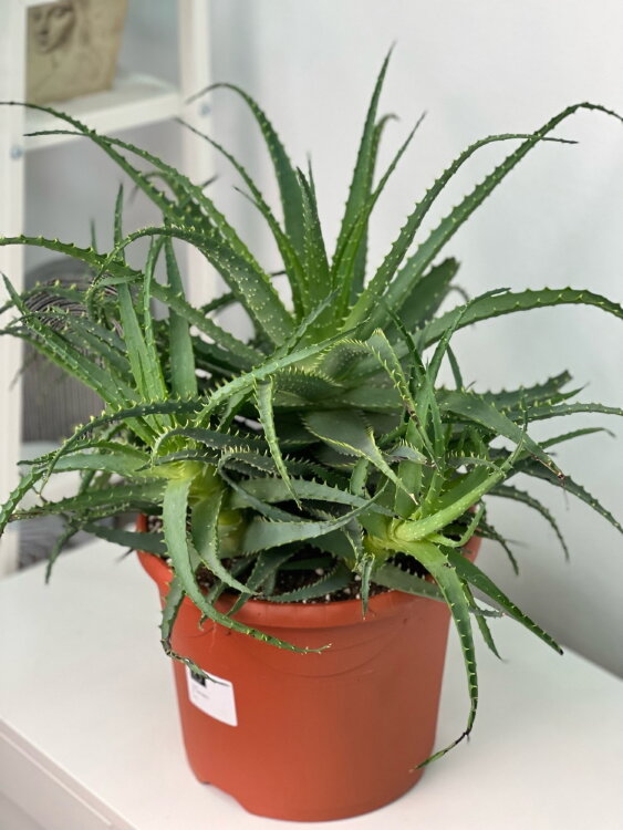 Алоэ Арборесценс (Столетник) ⌀26 40 см 