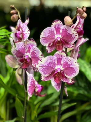 Орхидея Фаленопсис Свит Валентин ⌀12 55 см