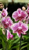 Орхидея Фаленопсис Свит Валентин ⌀12 55 см 