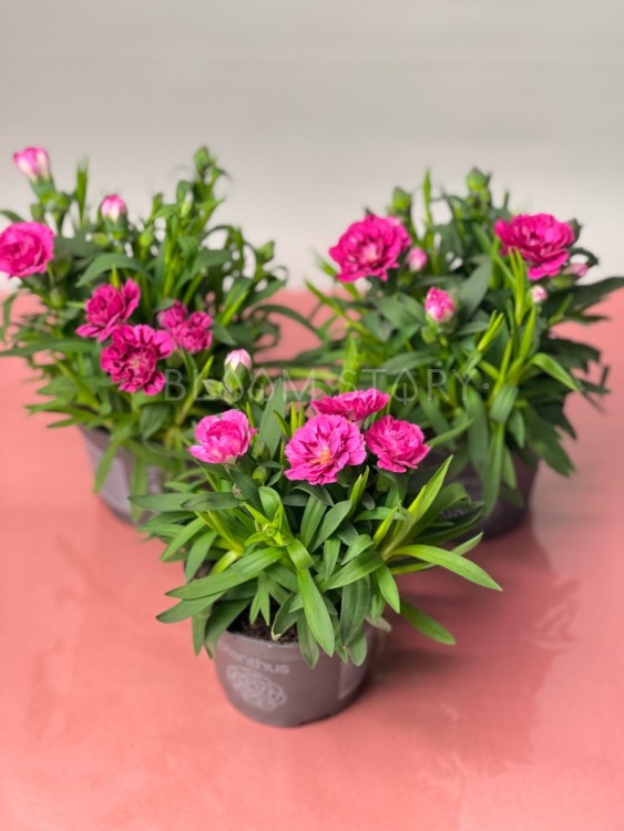 Гвоздика ярко-розовая двухцветная ⌀9 