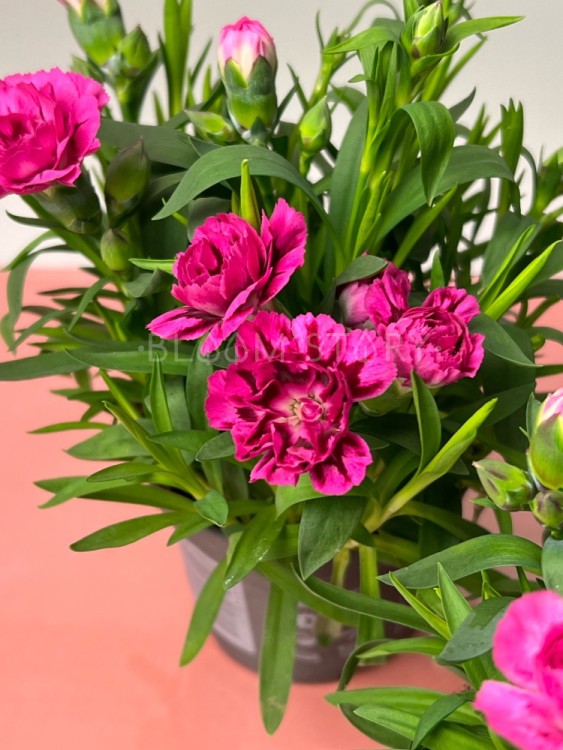 Гвоздика ярко-розовая двухцветная ⌀9 