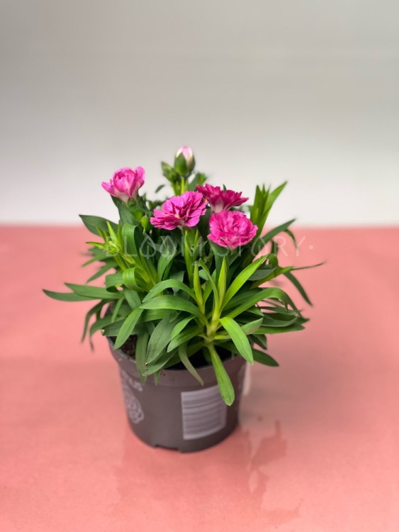 Гвоздика ярко-розовая двухцветная ⌀9 