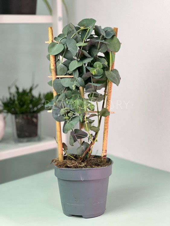 Эвкалипт растение Сильвер доллар ⌀12 35 см  Эвкалипт растение Сильвер доллар ⌀12 35 см