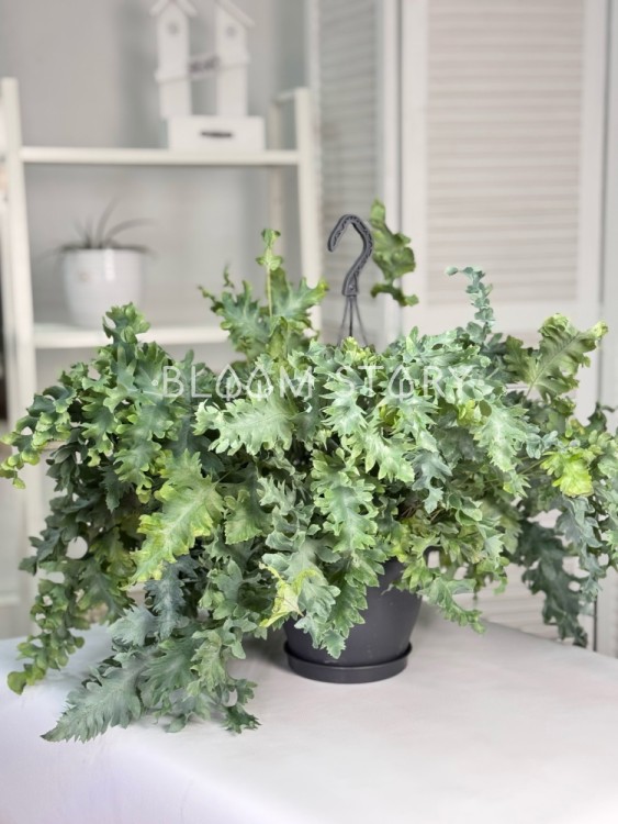 Флебодиум Давана подвесной ⌀20 45 см 