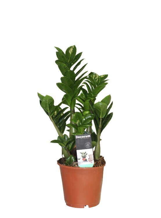 Замиокулькас Зензи ⌀14 40 см 