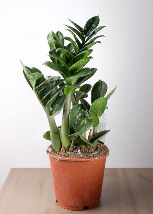 Замиокулькас Зензи ⌀14 40 см 