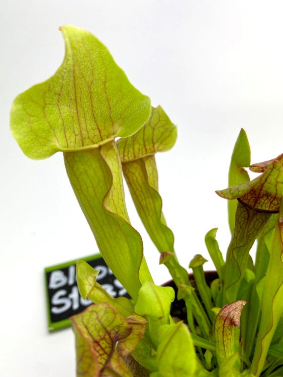 Мухоловка Саррацения ⌀9 