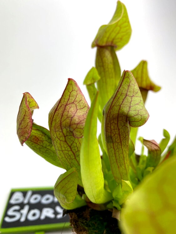 Мухоловка Саррацения ⌀9 