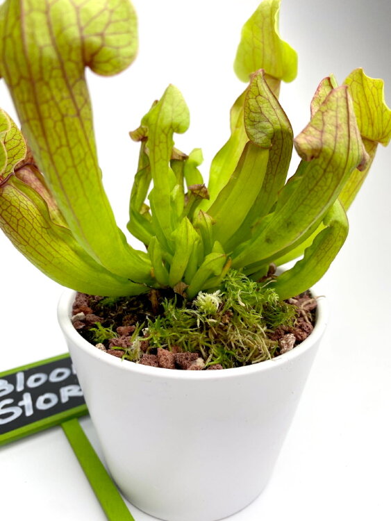 Мухоловка Саррацения ⌀9 