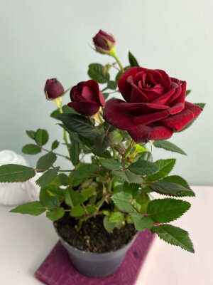 Роза кордана красная ⌀10 30 см