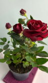 Роза кордана красная ⌀10 30 см 
