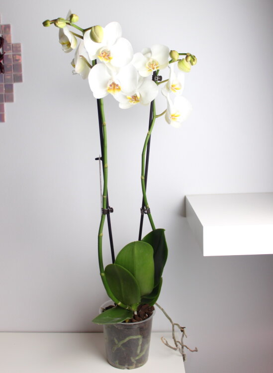 Орхидея Фаленопсис белая Кэмбридж 2 ст 