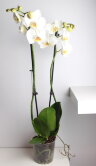 Орхидея Фаленопсис белая Кэмбридж 2 ст 