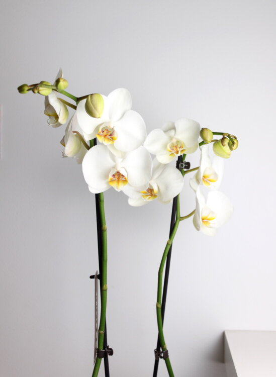 Орхидея Фаленопсис белая Кэмбридж 2 ст 