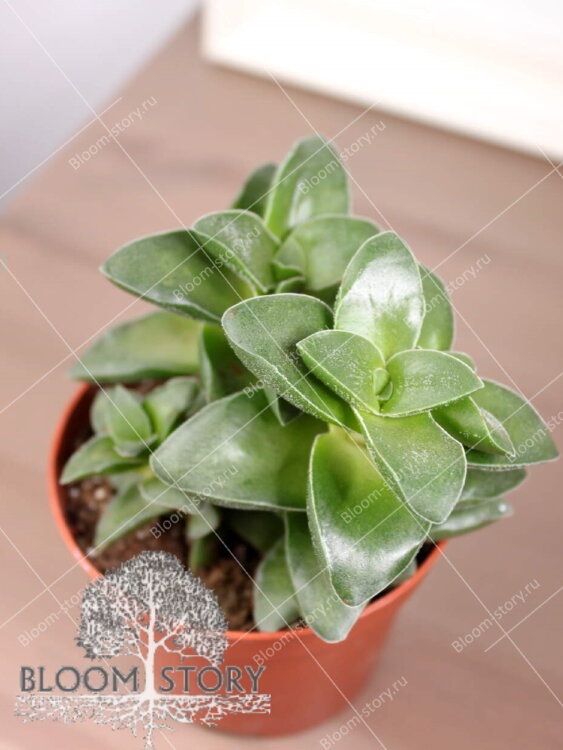 Крассула Спрингтайм ⌀8 